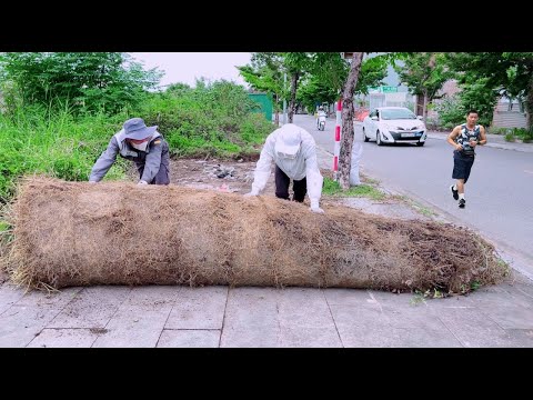 Видео: Соседи сказали, что тротуара не было, пока не увидели под гигантским комком травы 2.