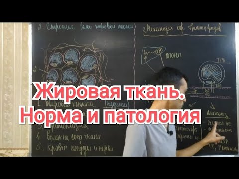 Видео: Гистология. Жировая ткань ( белая и бурая). Строение и функции. Норма и патология. #15