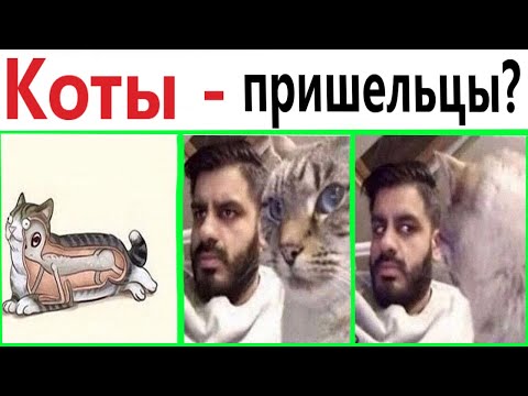 Видео: ПРИКОЛЫ! КОТЫ   ПРИШЕЛЬЦЫ!!! Угарные МЕМЫ, смешные истории от Доми шоу!
