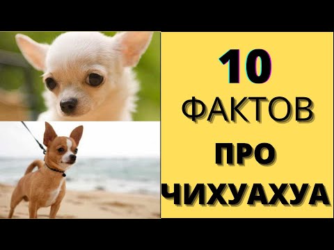 Видео: ТОП 10 Фактов про Чихуахуа о которых ты не знал!