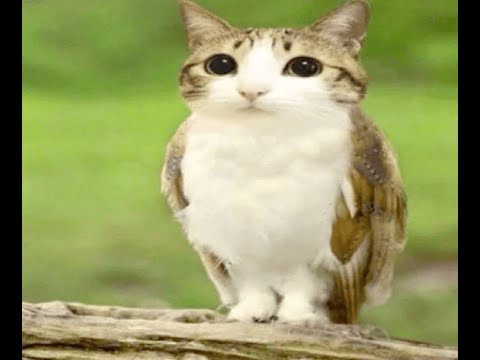 Видео: Смешные моменты в REPO 2 ЧАСТЬ! ДОМАШНЕЕ ВИДЕО!!!