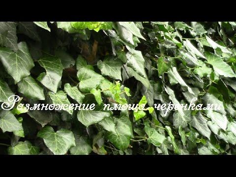 Видео: Плющ.  Замечательный результат!  Размножаем черенками!