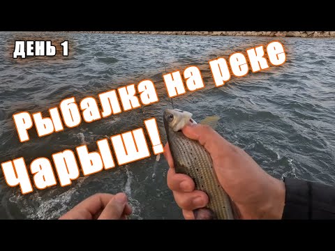 Видео: Рыбалка на реке Чарыш (день 1)! #алтай #рыбалка #хариус
