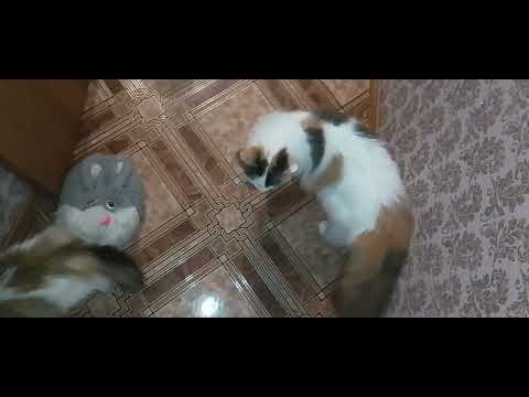 Видео: ЧУДО КОТИКИ!😺😻💋"ПАРЯЩАЯ ЧАШКА"!🙀🎀