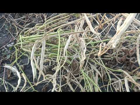 Видео: Створки фасоли-помогаем больным  сахарным диабетом. 