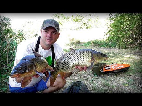 Видео: А це вже не шутки! Рибалка на залікових Коропів на Дніпрі !!!