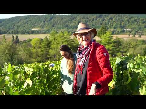 Видео: Vendanges à Giverny .France. Сбор винограда в Живерни .Франция 2022