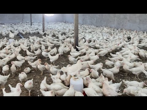 Видео: тезкор тухум бизнес, заказ олинябди #бизнес#факт#chicken#100#тоок#ферма