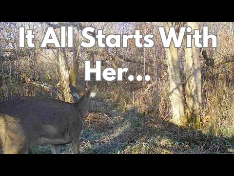 Видео: Причина №1: охота на гусениц вредит вашему имуществу... и как это исправить