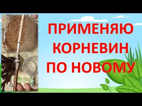 Видео: КОРНЕВИН ДЛЯ ЧЕРЕНКОВ ВИНОГРАДА🍇. Как укоренять виноградный черенок. Как вырастить виноград.