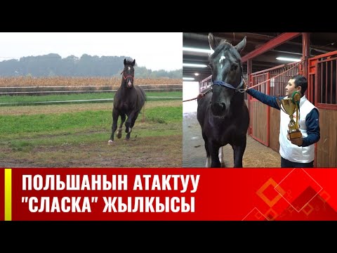 Видео: "Сласканын" ордосу - "Бонзо" жылкы чарбасы // ТУЛПАР көрсөтүүсү