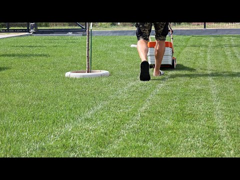 Видео: Эти 5 вещей испортили ваш газон летом — 80% пропускают самый важный шаг