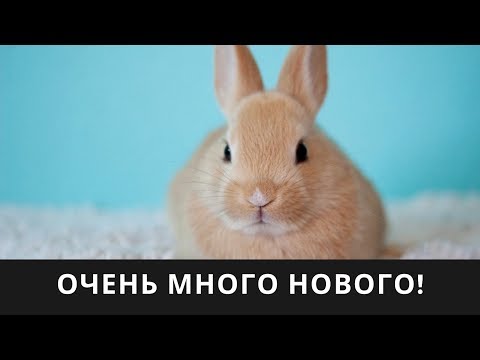 Видео: Кролиководство, кроликоферма, подсобное фермерское хозяйство, крольчата. Декоративные кролики