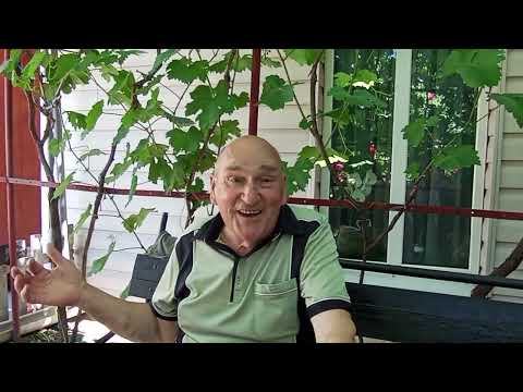 Видео: Мелитопольские голуби. Опять о том же, опять о тех же... Часть 2