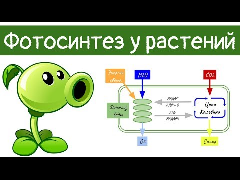 Видео: Фотосинтез у растений | самое простое объяснение