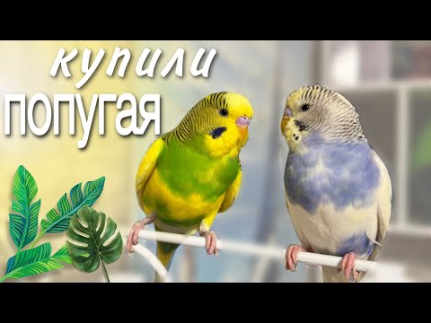 Видео: Покупаем попугая 🦜 обустраиваем клетку // жизнь двух попугаев