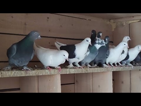 Видео: Голуби дядь Аршака