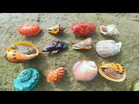 Видео: Найдите жемчуг из множества редких моллюсков. Идеальный урожай жемчуга