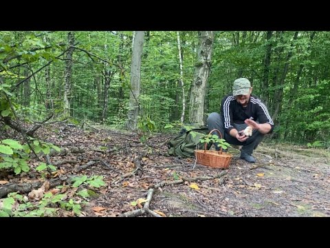 Видео: Ну 😐 Нарешті 🙌 Глядачі на Прикарпатті Пішли Перші Осінні Білі Гриби 🍄‍🟫..Ого! І зразу Скільки!!