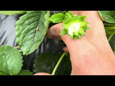 Видео: СУПЕР УРОЖАЙНИЙ сорт полуниці! 🍓