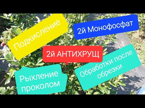 Видео: 5 ВАЖНЫХ работ по голубике.
