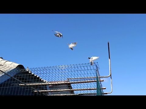 Видео: ПОЧТОВЫЕ ГОЛУБИ. ТРЕНИРОВКА НА 160 КМ. 24.09.2025.