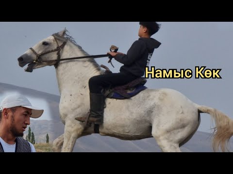 Видео: НАМЫС   көк  Улагына  жооп деген Ат Кылыч Балбандан Чыкты