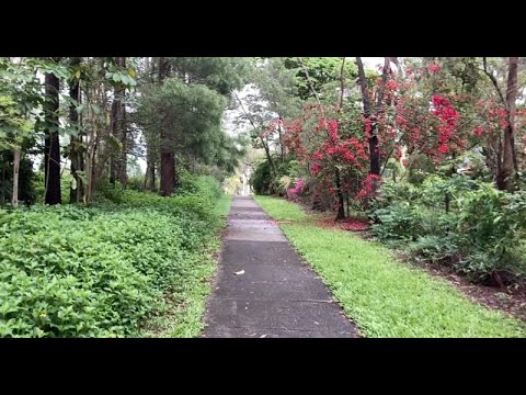 Видео: Лапки Кенгуру, Ситуация в Австралии, Анигозантос, Стефанотис /Stephanotis, Kangaroo Paw