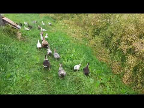 Видео: Мускусные утята тяжелой линии
