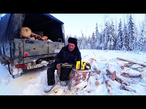 Видео: Заготовка дров. Бензопила Чемпион 241, стоит ли его покупать. Честный обзор.