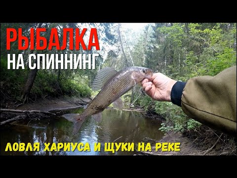 Видео: ХАРИУС Архангельской области! Ловля ХАРИУСА и ЩУКИ на лесной реке!