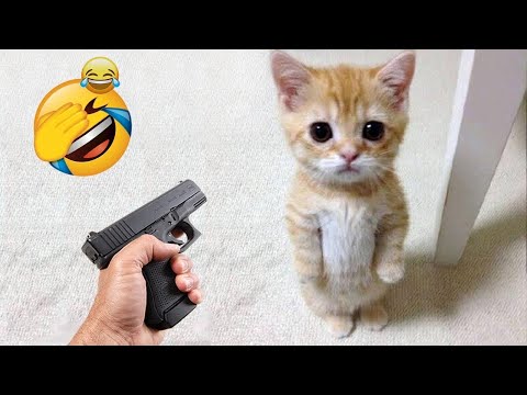 Видео: Смеёшься — проигрываешь😻Самые смешные собаки и кошки 2025 года😬🐶