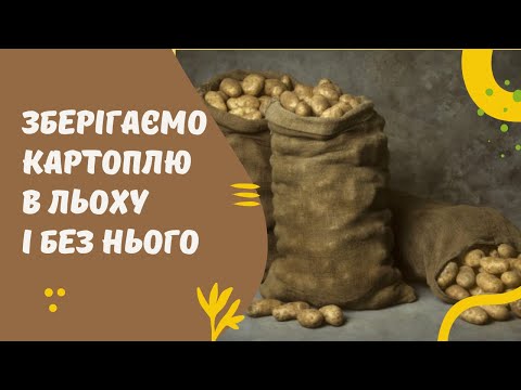 Видео: Як зберегти урожай картоплі у погребі і без нього