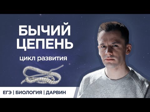 Видео: Бычий цепень | ЕГЭ биология |  Даниил Дарвин