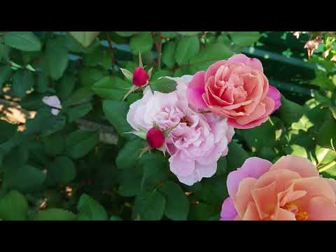 Видео: Третье цветение розы Distant Drums