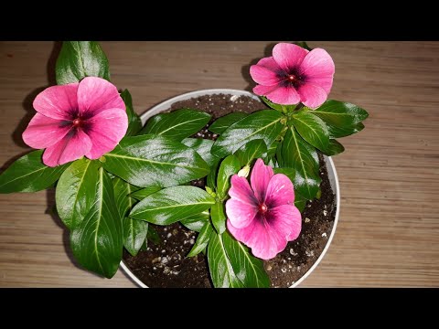 Видео: ПЕРЕСАДКА КАТАРАНТУСА НА ПОСТОЯННОЕ МЕСТО 🌺