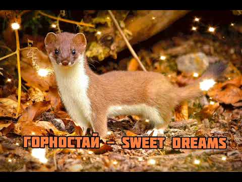 Видео: Горностай - Sweet Dreams|Шоу "Маска-4"|[8-Выпуск🍂]