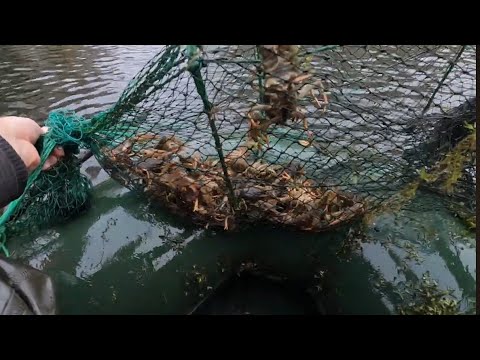 Видео: Закрытие сезона рыбалки. Ловля раков. Раколовки рулят. Очееень много раков.