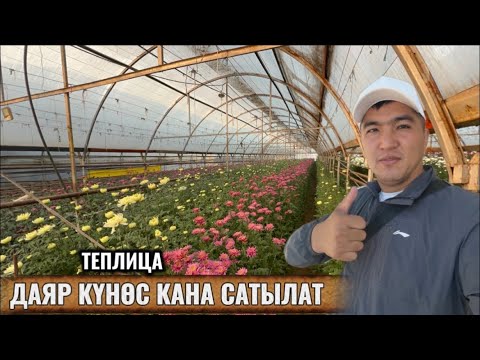 Видео: ОШТО 25 ДААНА КҮНӨС КАНА ТЕПЛИЦА САТЫЛАТ / 18 ноябрь  2025  Жыл