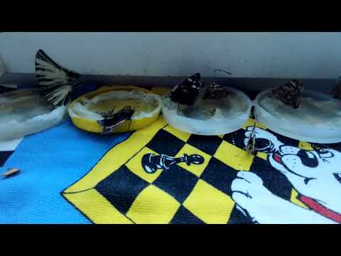 Видео: Как содержать бабочек?