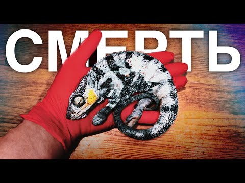 Видео: МОЙ ПИТОМЕЦ УМЕР | СМЕРТЬ РЕПТИЛИЙ