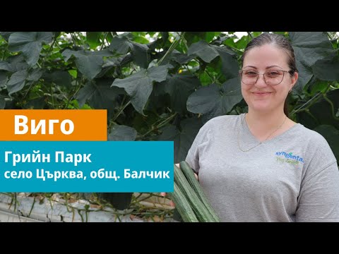 Видео: Дългоплодна краставица Виго  -  отглеждана в село Църква, общ. Балчик