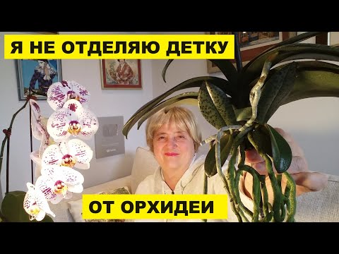 Видео: Я НЕ ОТДЕЛЯЮ ДЕТКУ ОТ ОРХИДЕИ..ВАЗА МОЖЕТ БЫТЬ НЕ ИЗ СТЕКЛА