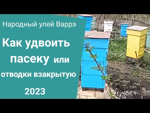 Видео: Народный улей Варрэ. Деление взакрытую