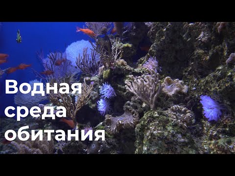 Видео: Водная среда обитания 5 класс