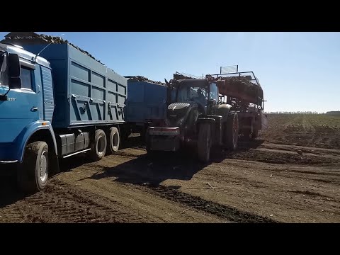 Видео: Уборка свеклы на КАМАЗЕ )