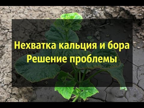 Видео: Нехватка бора и кальция на огурцах. Обзор различных гибридов, растущих в одной теплице!