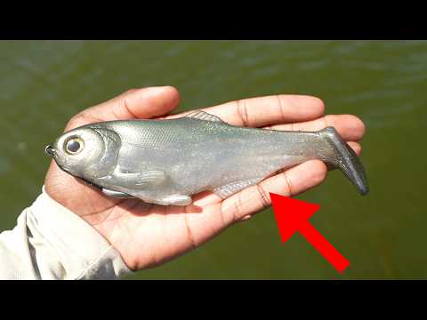 Видео: Это ЕДИНСТВЕННАЯ приманка, которая вам нужна для ловли крупной рыбы круглый год!