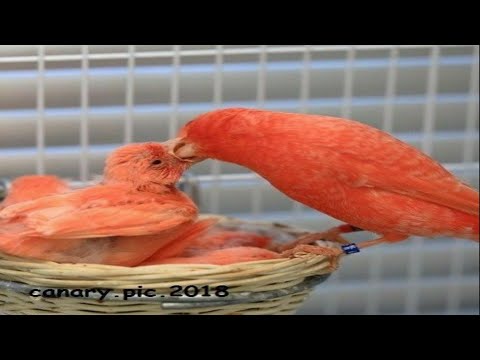 Видео: канарейкалар хакида малумот // kanareykalar xaqida malumot