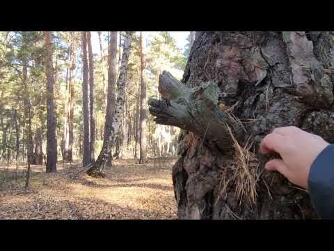 Видео: ASMR🪾🍂🍁🍀ПРОГУЛКА В ЛЕСУ(ОТРЫВОК) ПОЛНОЕ ЧИДЕО НА СТАРОМ КАНАЛЕ🍀🍁🍂🪾